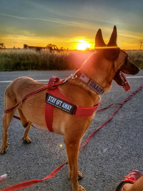 Top-Tips-for-Choosing-a-Dog-Collar Julius-K9 LLC