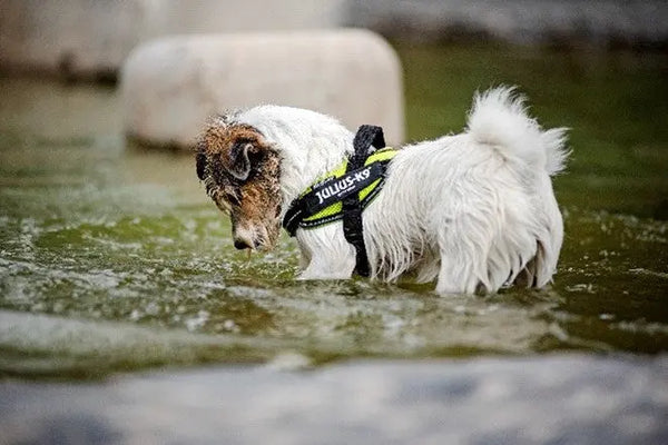 Summer-Fun-for-Dogs Julius-K9 LLC