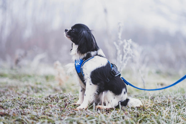 The-Different-Types-of-Dog-Leashes Julius-K9 LLC