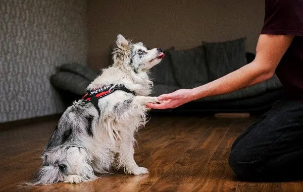 How-to-Tell-if-You-re-Ready-for-Dog-Ownership Julius-K9 LLC