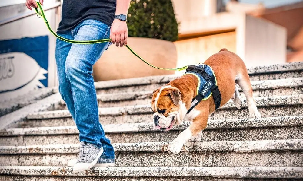 Reasons Dogs Bite Their Nails and How To Stop It JuliusK9 LLC