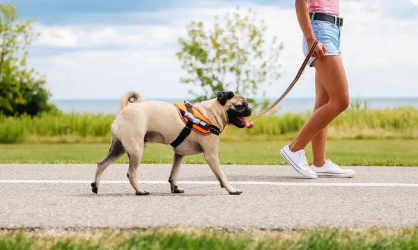 Understanding-Different-Dog-Barks-What-s-That-Bark-Mean Julius-K9 LLC