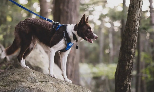 Creative-Ways-To-Keep-Your-Dog-Active-This-Summer Julius-K9 LLC
