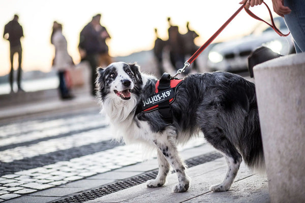 Training-Tips-For-Leash-Aggression Julius-K9 LLC