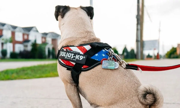 How-To-Tell-When-Your-Dog-Is-Stressed-Out Julius-K9 LLC