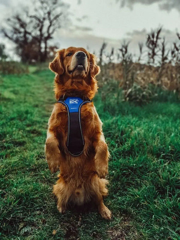 The-Different-Types-of-Dog-Harnesses Julius-K9 LLC
