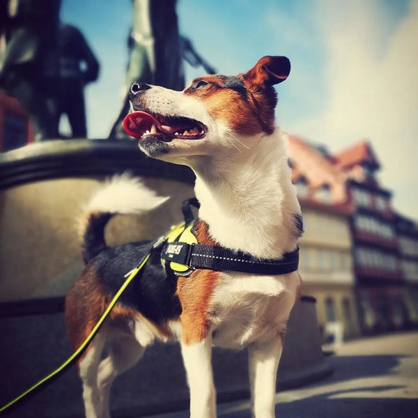 The-Importance-of-Leash-Training-Your-Dog Julius-K9 LLC