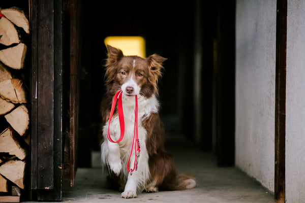 Why-Your-Dog-Bites-Their-Leash Julius-K9 LLC
