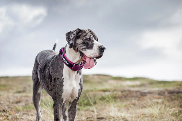 Why-It-s-Important-That-Your-Dog-Wears-a-Collar Julius-K9 LLC
