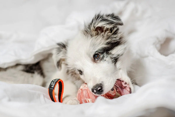 How-can-you-bond-with-your-pup Julius-K9 LLC