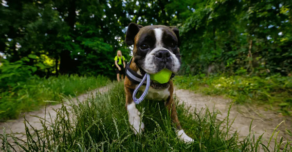 Dog-Grooming-The-Benefits-Behind-Puppy-Freshness Julius-K9 LLC