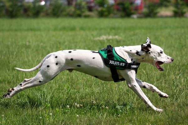 Good-Reasons-to-Get-a-Leather-Dog-Harness-or-Collar Julius-K9 LLC