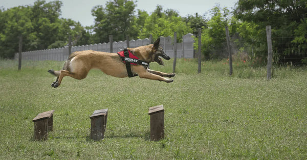 K9-Protection-Dogs-Using-Play-Drive-in-Bite-Work Julius-K9 LLC