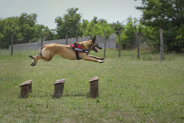 How-to-Leash-Train-Your-Dog-with-a-Harness Julius-K9 LLC