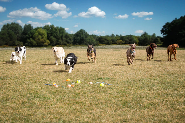 Teach-Your-Old-Dog-New-Tricks-with-the-Right-Dog-Tools Julius-K9 LLC