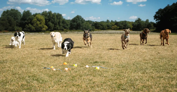 K9-Training-Dos-and-Don-ts Julius-K9 LLC