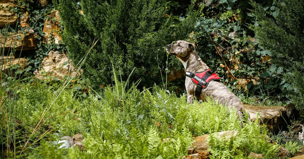 Dog-Walking-Harness-vs.-Collar-Which-Is-Better Julius-K9 LLC
