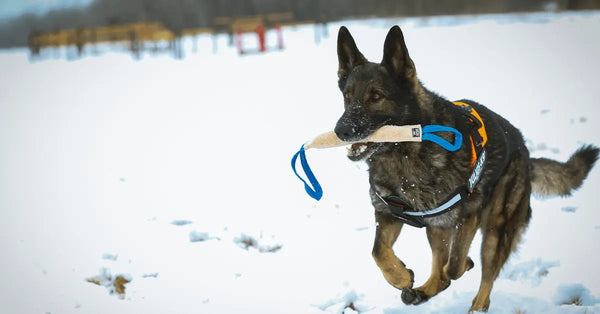 Shop-Our-K9-Dog-Harness-Know-3-Factors-Behind-Drug-Dog-Handler-Reliability Julius-K9 LLC