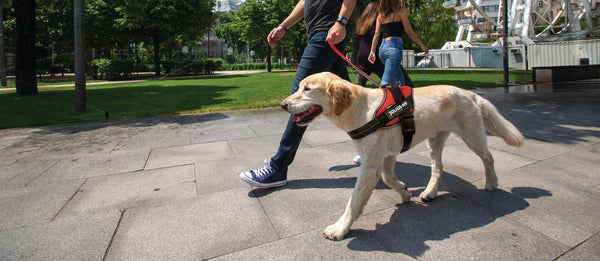Tips-for-How-To-Wash-Your-Dog-s-Leash Julius-K9 LLC