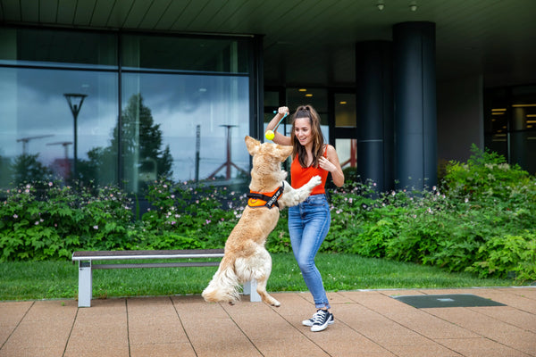 How-to-Make-Smarter-Choices-for-Your-Pet-s-Health Julius-K9 LLC