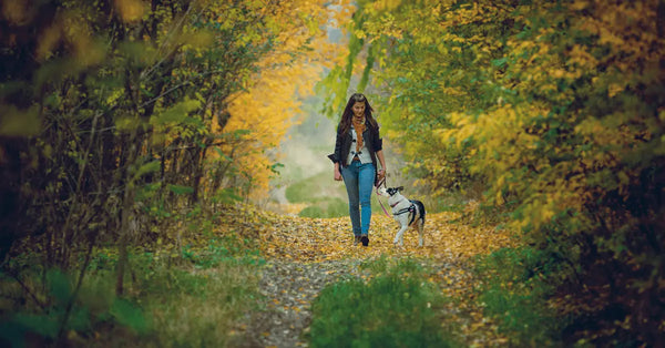 Do-You-Need-Service-Dog-Insurance Julius-K9 LLC