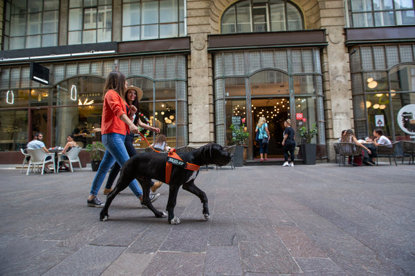 Top-Tips-for-Choosing-a-Dog-Leash Julius-K9 LLC