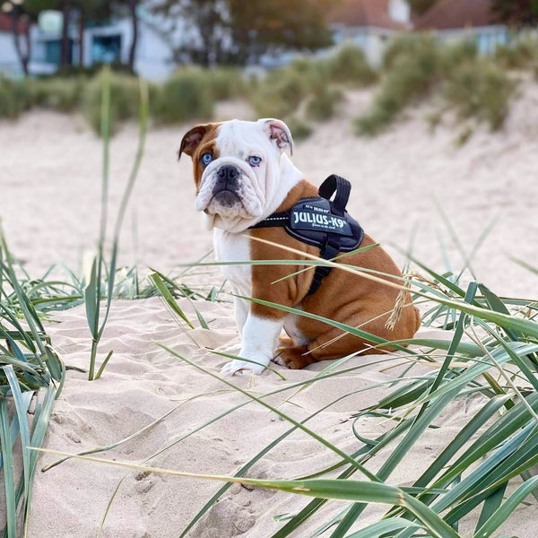 What-Is-Diabetes-and-How-Does-It-Affect-Your-Pet Julius-K9 LLC
