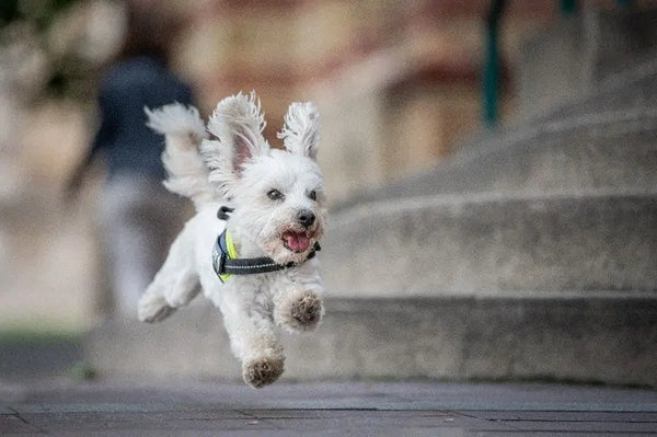 5-Dog-Breeds-with-Curly-Hair Julius-K9 LLC