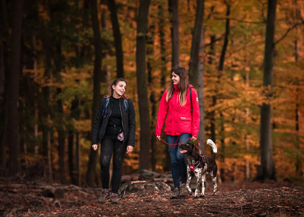 How-To-Train-Your-Dog-To-Walk-With-a-Harness Julius-K9 LLC