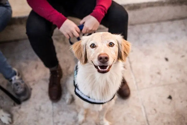 National-Dental-Care-Month Julius-K9 LLC