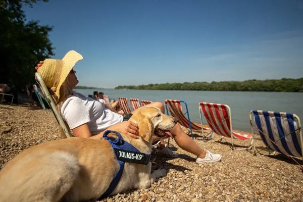 Tips-for-Taking-Your-Dog-to-The-Beach Julius-K9 LLC