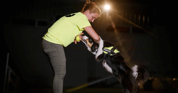 Dog-Obedience-Get-Your-Dog-to-Stop-Jumping-on-People Julius-K9 LLC