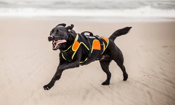 Tips-for-Training-Your-Guard-Dog Julius-K9 LLC