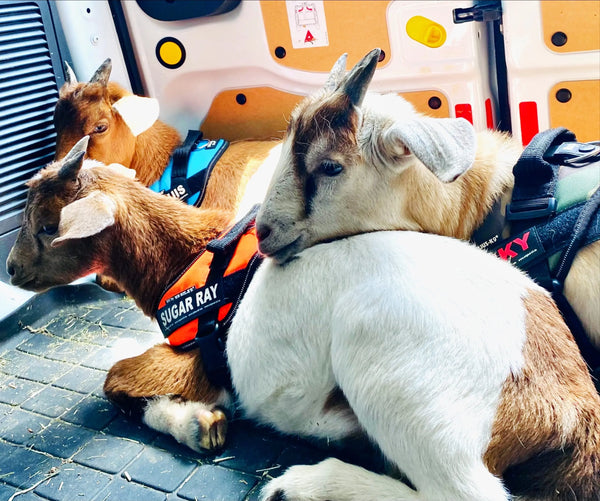 The-Power-of-Our-Talking-Harnesses Julius-K9 LLC