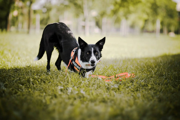Why-Hypoallergenic-Dogs-Make-For-Great-Pets Julius-K9 LLC