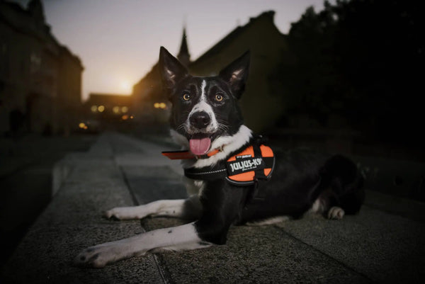 Teach-Your-Old-Dog-New-Tricks-with-the-Right-Dog-Tools Julius-K9 LLC