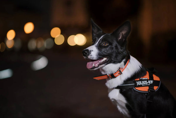 Dog Walking Harness Company Gives Tips For Your Night Walks - Julius-K9 LLC