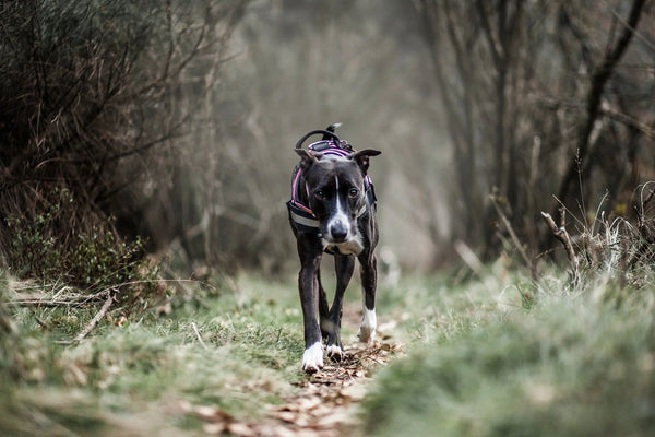 Our-Company-Sells-Dog-Supplies-Online-Why-Trust-Us Julius-K9 LLC