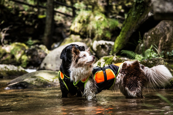 Staying-prepared-during-emergency Julius-K9 LLC