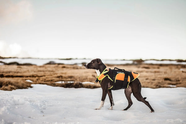 Things-You-Need-to-Know-About-Pet-First-Aid Julius-K9 LLC