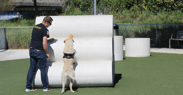 Dog-Obedience-Training-Common-E-Collar-Mistakes-to-Avoid Julius-K9 LLC