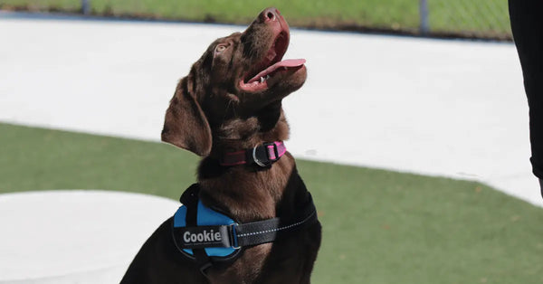 Dog-Training-Correction-vs.-Punishment Julius-K9 LLC