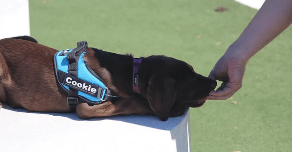 Scent-Training-Teaching-Your-Dog-To-Follow-A-Scent-Trail Julius-K9 LLC