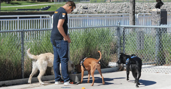 Police-K9-Training-Reading-Understanding-Your-Dog Julius-K9 LLC