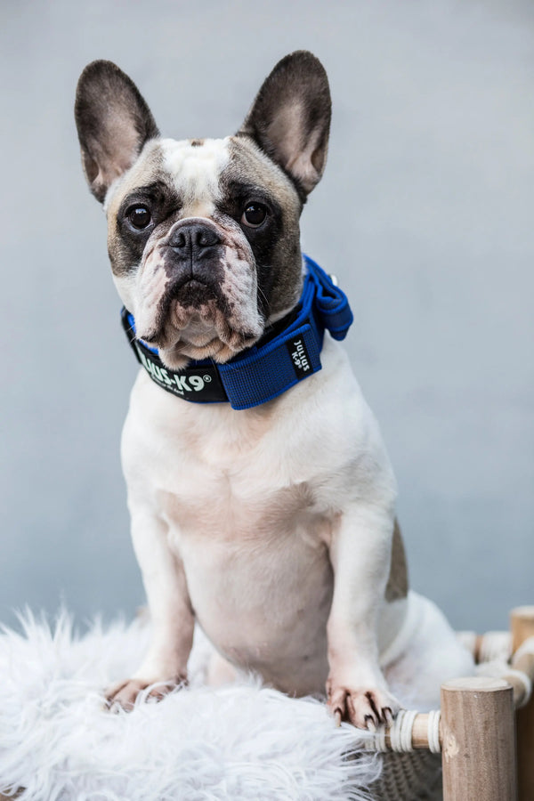 The-Different-Types-of-Dog-Collars Julius-K9 LLC