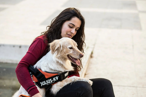 Things-You-Should-Know-Before-Boarding-Your-Pet-at-a-Kennel Julius-K9 LLC