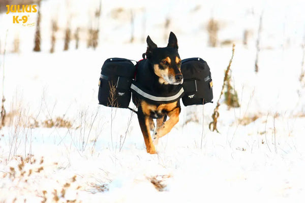 Dog-Accessories-How-to-Make-Your-Dog-Happy Julius-K9 LLC