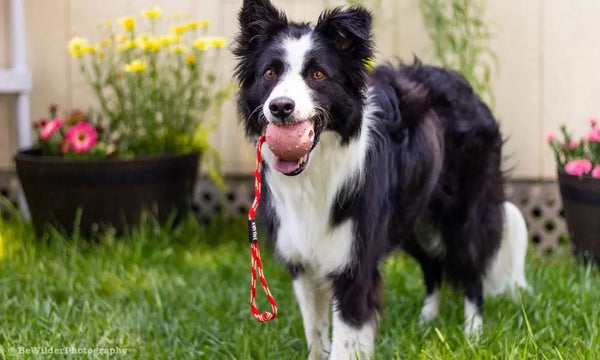 4-Tips-for-Calming-an-Overly-Excited-Canine Julius-K9 LLC
