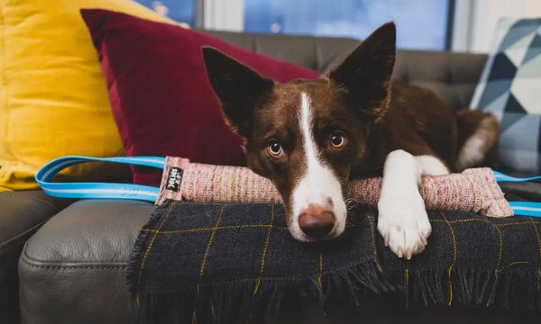 What-To-Consider-With-a-Second-Dog Julius-K9 LLC