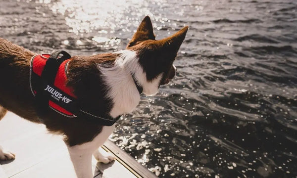 Everything-To-Know-About-Keeping-Your-Dog-Cool-In-Summer Julius-K9 LLC